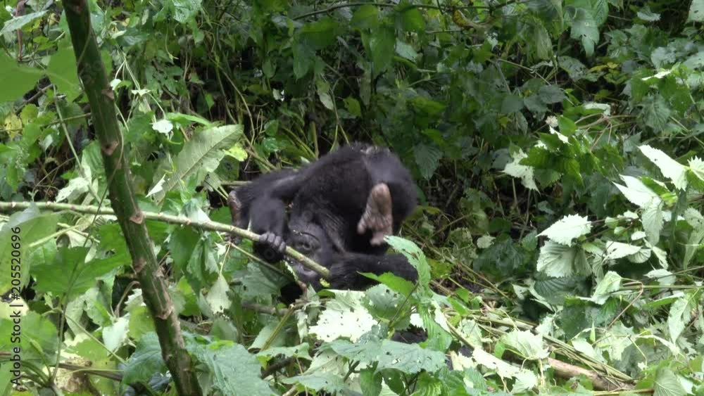 Mountain Gorilla, Baby plays outside the forest. Bwindi Forest, Uganda Mountain Gorilla, Baby plays outside the forest. Bwindi Forest, Uganda