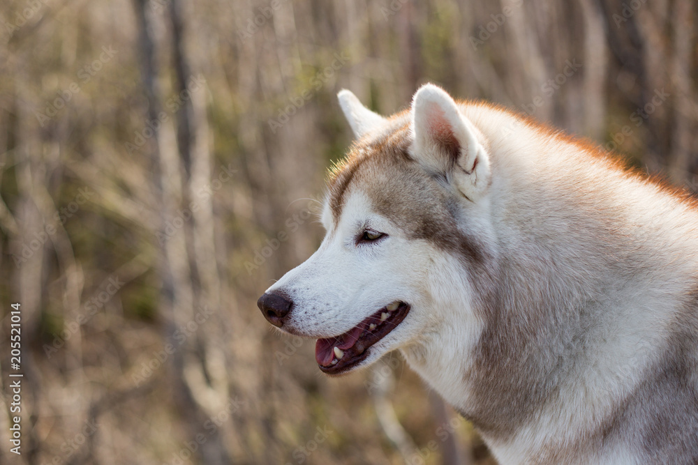 Profile portrait of serious and attentive dog breed siberian husky in the forest on a sunny day. Close-up image of free and prideful dog looks like a wolf Profile portrait of serious and attentive dog breed siberian husky in the forest on a sunny day. Close-up image of free and prideful dog looks like a wolf