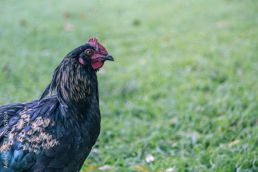 close up of a chicken in a field