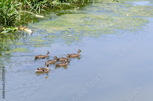 Mother duck and five young are swimming in the reed.
