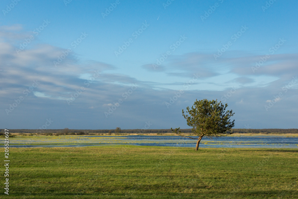 Fototapeta premium Lonely tree on the Narew river somewhere in Podlasie, Poland