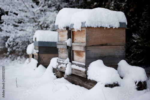Wallpaper Mural Germany, Snow-covered beehives on farm Torontodigital.ca