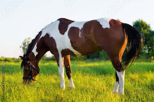 beautiful horse grazing in a meadow at sunset