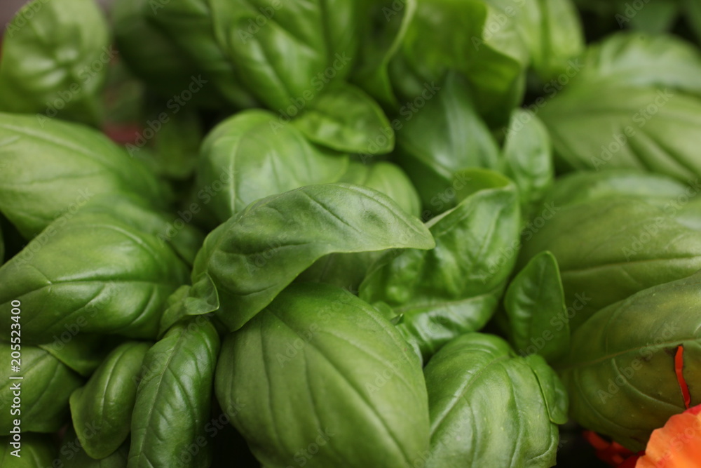 close up on ripe basil leaves close up on ripe basil leaves