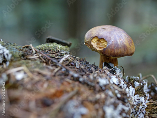 closeup of bitten cap of edible mushroom in the forest