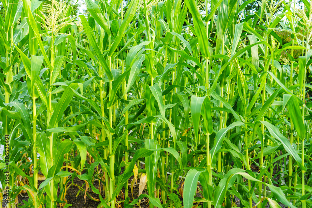 Corn Garden in the Light and Hot of Natural Temperatures Corn Garden in the Light and Hot of Natural Temperatures
