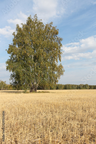 Birch tree standing on a yellow mow down field in autumn