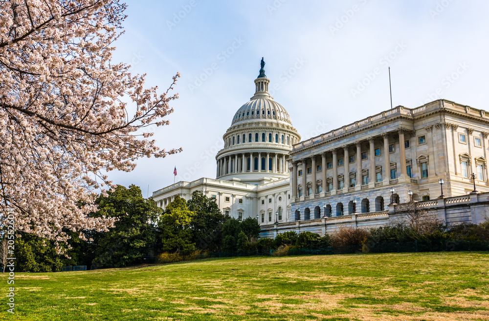 United States Capitol and Cherry Blossoms