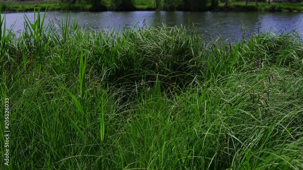 Reeds On The Wind In The Park At The Lake. Reeds On The Wind In The Park At The Lake.
