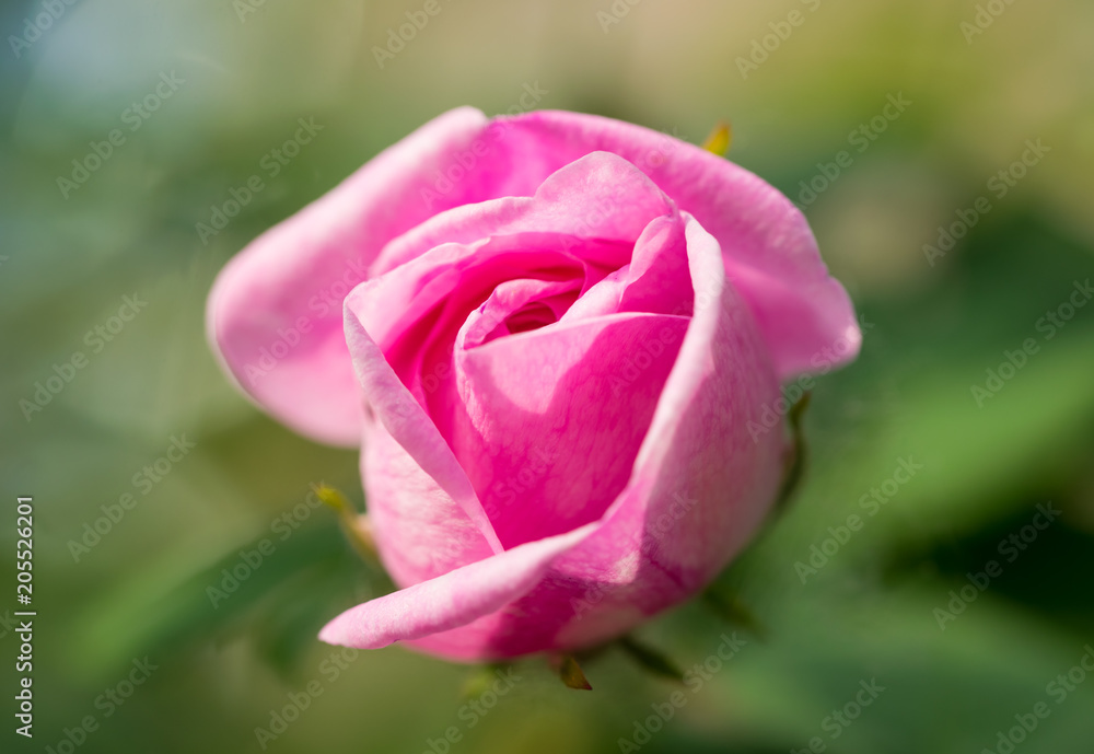 Bud of a gentle pink rose. Romantic spring garden