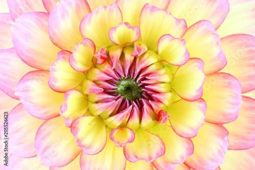 Fototapeta Naklejka Na Ścianę i Meble -  Close up of a beautiful Dahlia (dahlia). Germany
