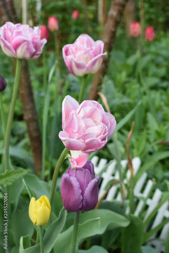 Spring, May, flowering pink and purple tulips in the garden Spring, May, flowering pink and purple tulips in the garden