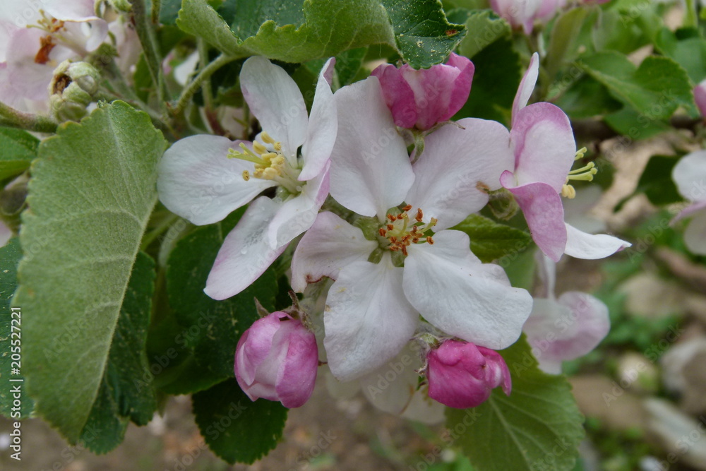 Fototapeta premium Apfel - Blüte - Malus domestica - 1