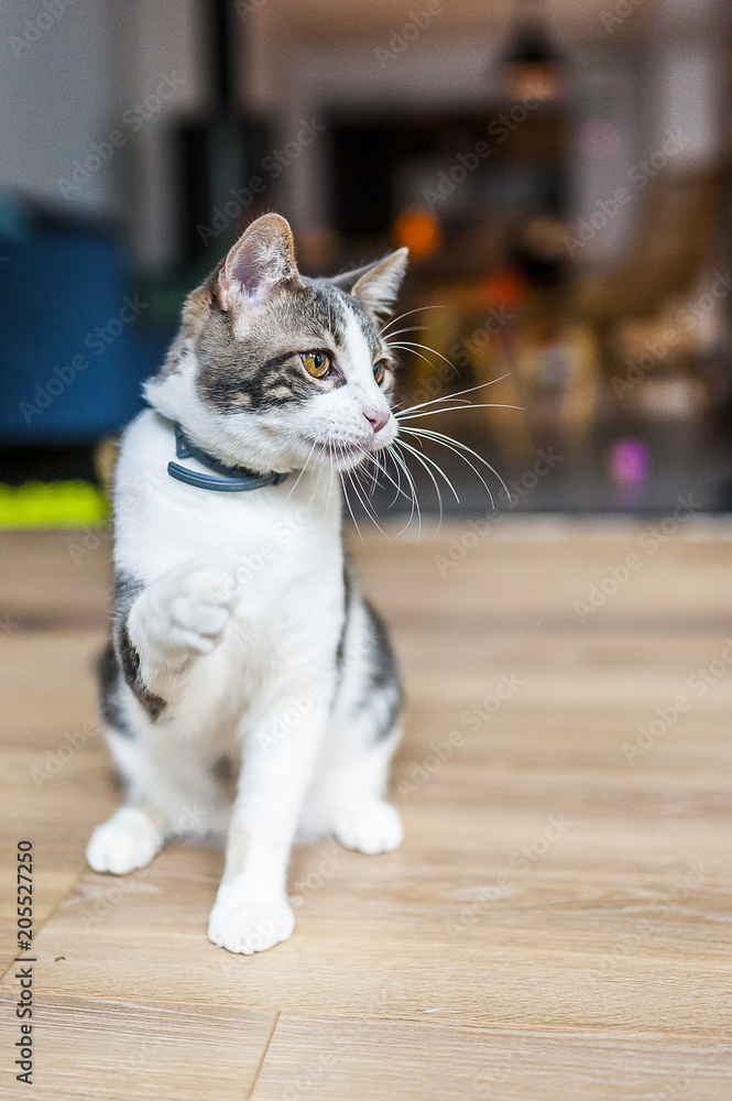 Jeune Chat Tigre Blanc Qui Joue Stock Photo Adobe Stock