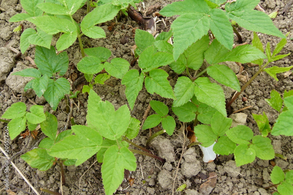 Giersch - Aegopodium podagraria - junge Triebe und Blätter - 1 Giersch - Aegopodium podagraria - junge Triebe und Blätter - 1