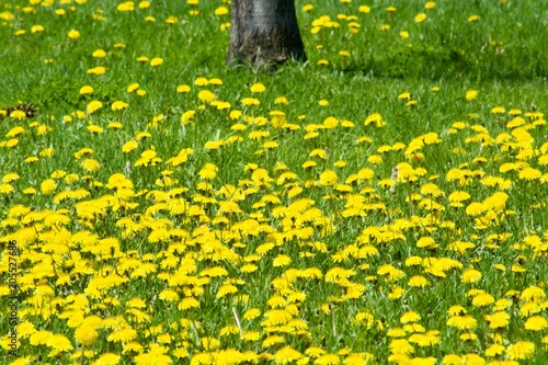 Fototapeta Naklejka Na Ścianę i Meble -  Beautiful yellow dandelions with green leaves. Spring