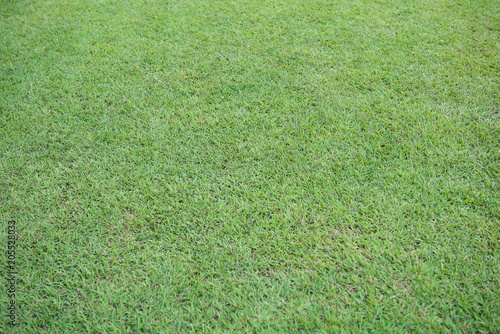 The pattern and texture of small green grass.