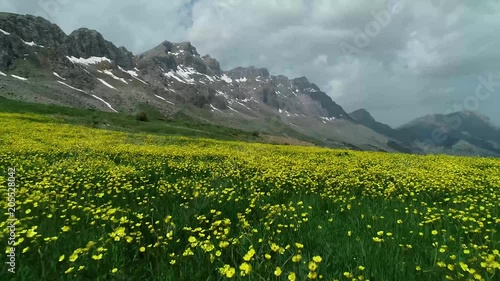 dağların zirvelerindeki çiçek türleri ve çeşitlilik photo