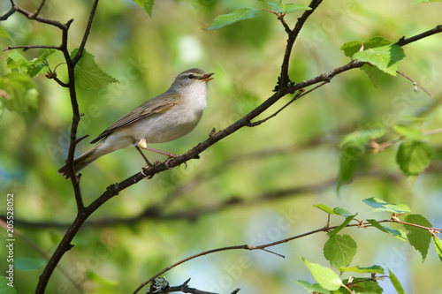 Willow Warbler in the spring