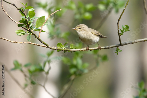 Willow Warbler in the spring