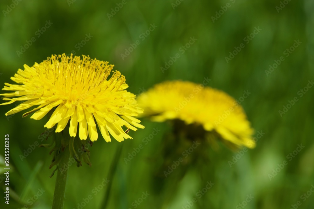Beautiful yellow dandelions with green leaves. Spring Beautiful yellow dandelions with green leaves. Spring