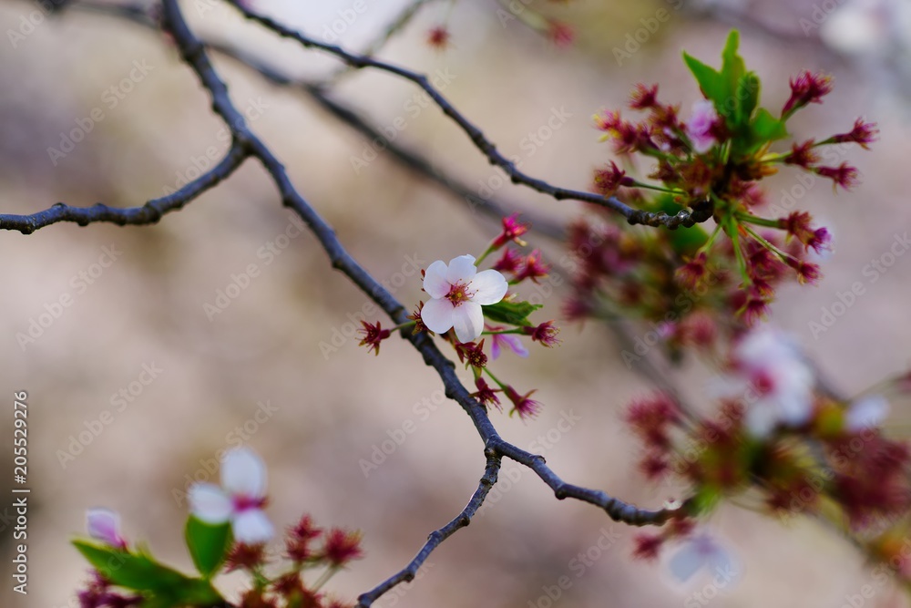 Cherry blossoms drawing to a close
Cherry blossoms drawing to a close