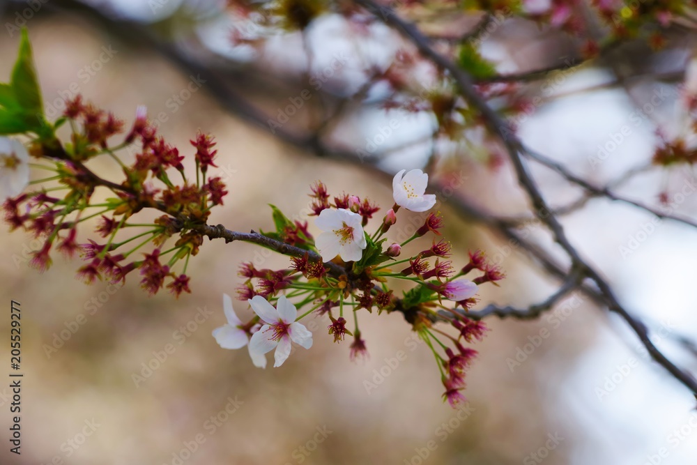 Cherry blossoms drawing to a close
Cherry blossoms drawing to a close