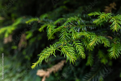 Background of Christmas tree branches. Conifer tree