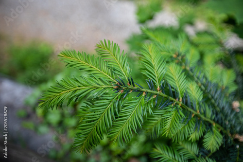 Background of Christmas tree branches. Conifer tree