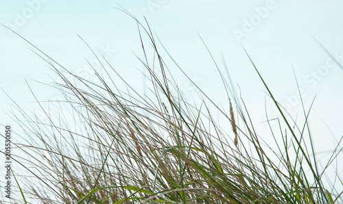 Tall Coastal Grasses