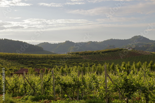 countryside vineyard and hut