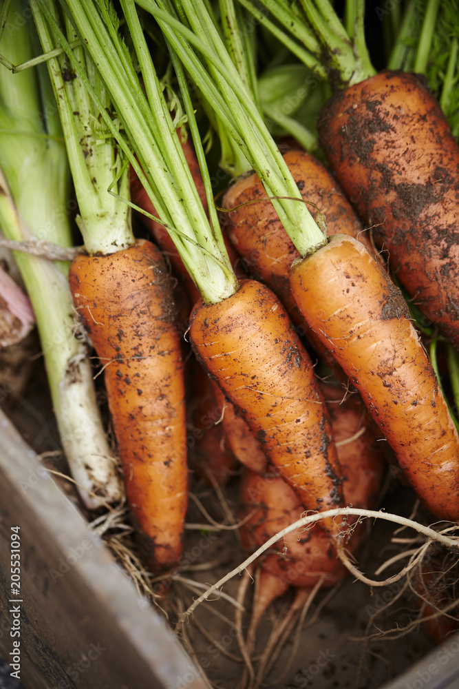 Carrot with mud Carrot with mud