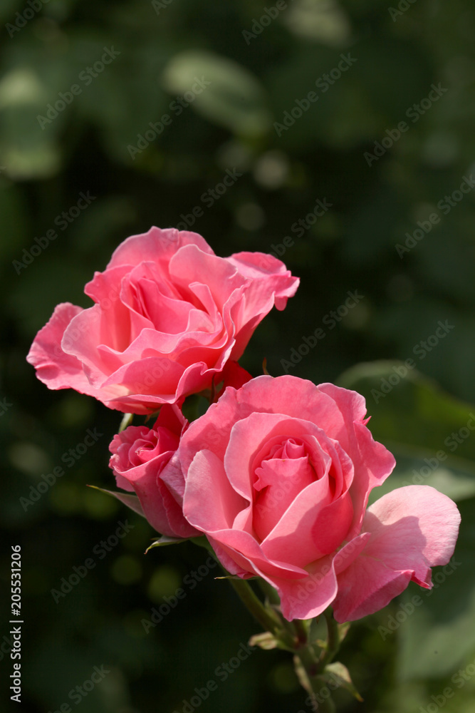 close up on blossomed rosoe close up on blossomed rosoe