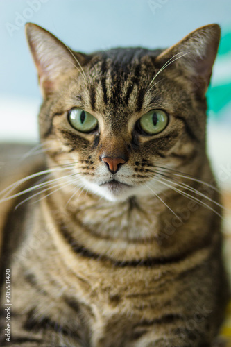 Fototapeta Naklejka Na Ścianę i Meble -  Pretty Cat Closeup