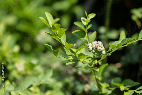 Young Blueberries