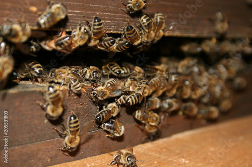 Honigbienen, Honey bees, Apis melifera am Bienenstock, Beute, beehive