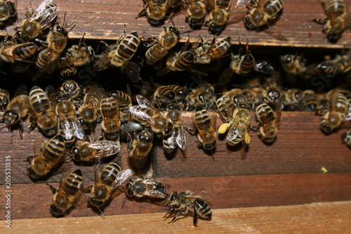 Honigbienen, Honey bees, Apis melifera am Bienenstock, Beute, beehive
