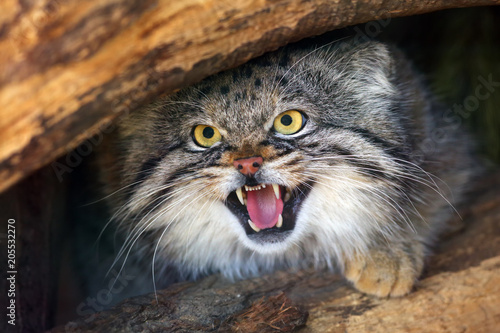 Photography The Pallas's cat (Otocolobus manul), also called the Manul,male portait with exposed teeth