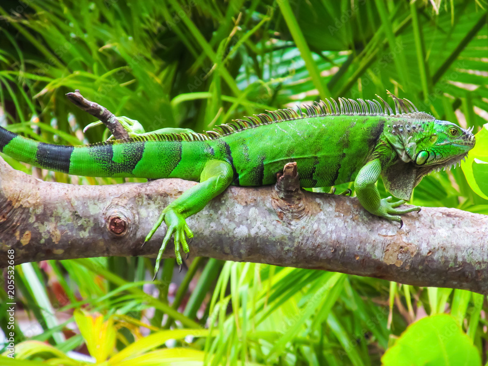 Cute green iguana (Latin - Iguana iguana) in nature habitat. Close-up view of large herbivorous lizard sitting on a tropical tree branch with green leafs in the Fort Lauderdale area, Florida, USA. Cute green iguana (Latin - Iguana iguana) in nature habitat. Close-up view of large herbivorous lizard sitting on a tropical tree branch with green leafs in the Fort Lauderdale area, Florida, USA.