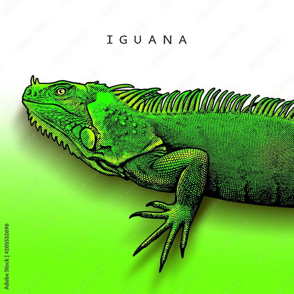 Obraz premium Green iguana - illustration in engraving style. A bright close-up image of large herbivorous lizard a side view.