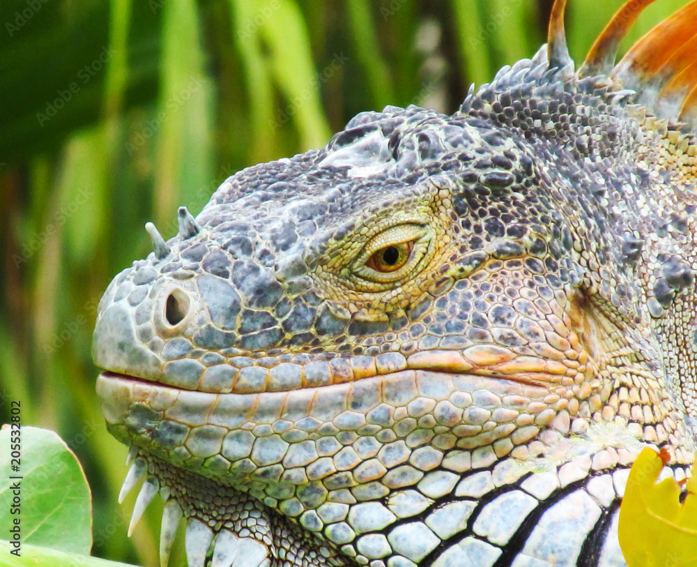 Fototapeta premium Iguana in nature habitat (Latin - Iguana iguana). Close-up image of large herbivorous lizard sitting on a tropical jungle tree with green leafs in the Fort Lauderdale area, Florida, USA.