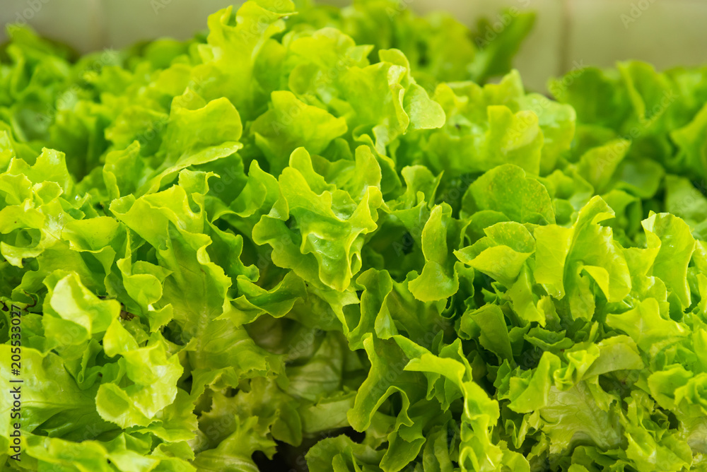 Hydroponics green vegetable growing in the nursery, Agriculture concept. Hydroponics green vegetable growing in the nursery, Agriculture concept.