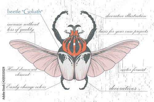 hand-drawn Goliath beetle with skull wings