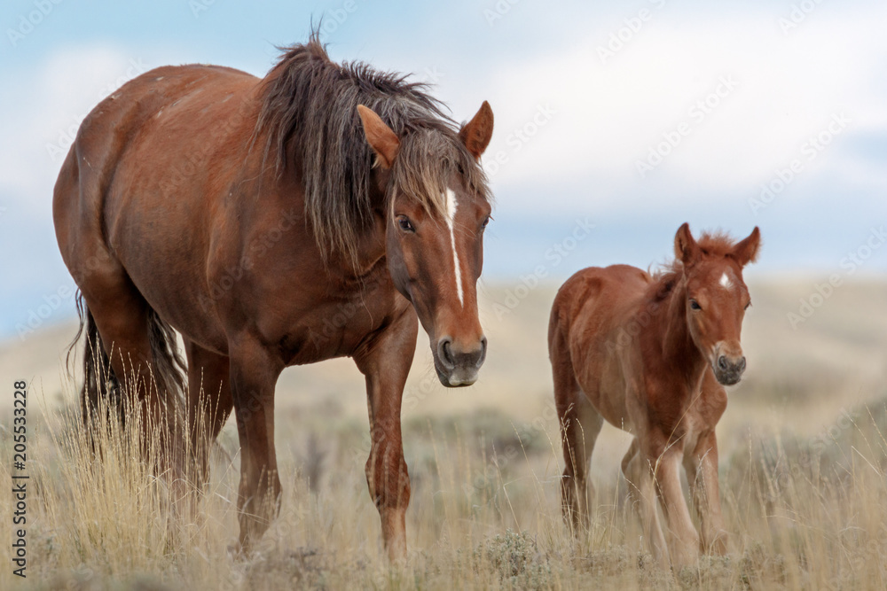 Wild Mustangs