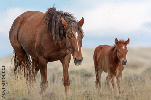 Fototapeta Naklejka Na Ścianę i Meble -  Wild Mustangs