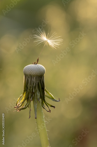 Fototapeta Naklejka Na Ścianę i Meble -  Pusteblume