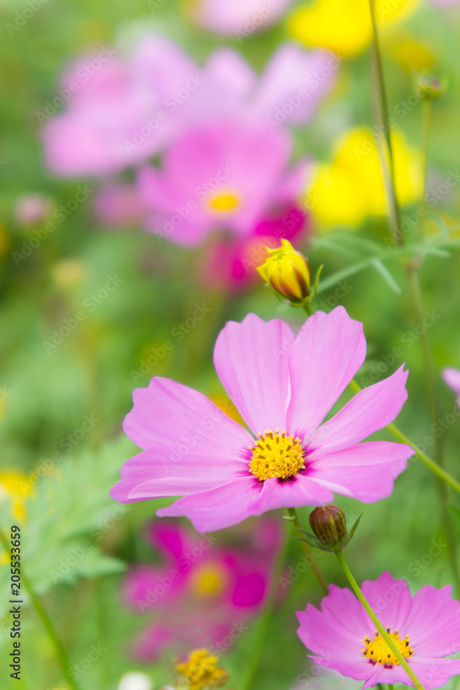 The nice day and nice flowers cosmos colorful on field pink flowers daisy flowers nature garden The nice day and nice flowers cosmos colorful on field pink flowers daisy flowers nature garden