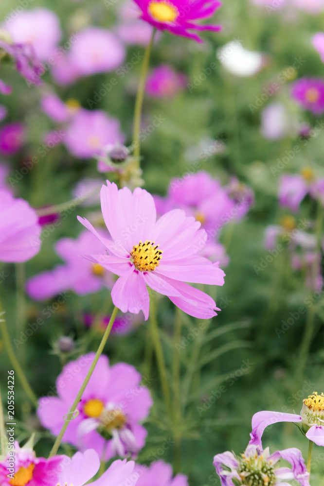 flowers cosmos in the field blooming on the day in the nature garden flowers cosmos in the field blooming on the day in the nature garden