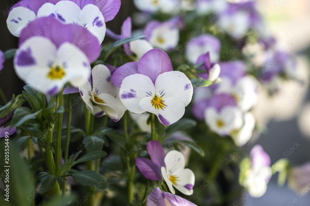 Some beautiful white and purple pansies in a garden Some beautiful white and purple pansies in a garden