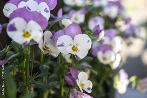 Some beautiful white and purple pansies in a garden